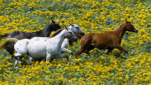 painting of running horses