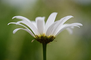 selective focus of white petaled flower during daytime