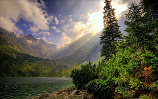 body of water surrounded by trees and mountain during daytime