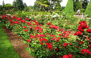 red petaled flower garden HD wallpaper