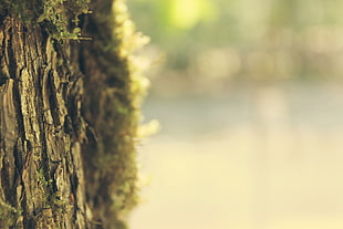 Bark,  Moss,  Tree,  Spring HD wallpaper