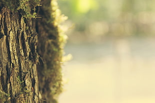 Bark,  Moss,  Tree,  Spring