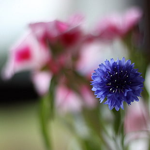 self-focus of blue cluster flower