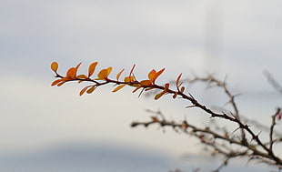 brown leaves with thorn branch HD wallpaper