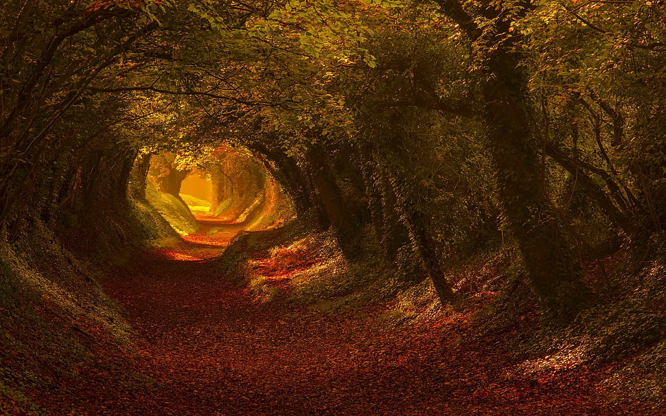 green leafed trees HD wallpaper