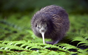 kiwi (animal), birds, macro