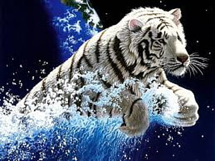 white tiger HD wallpaper
