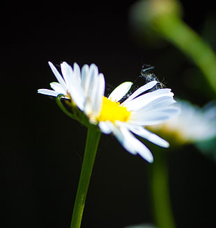 daisy flower in selective focus photography HD wallpaper