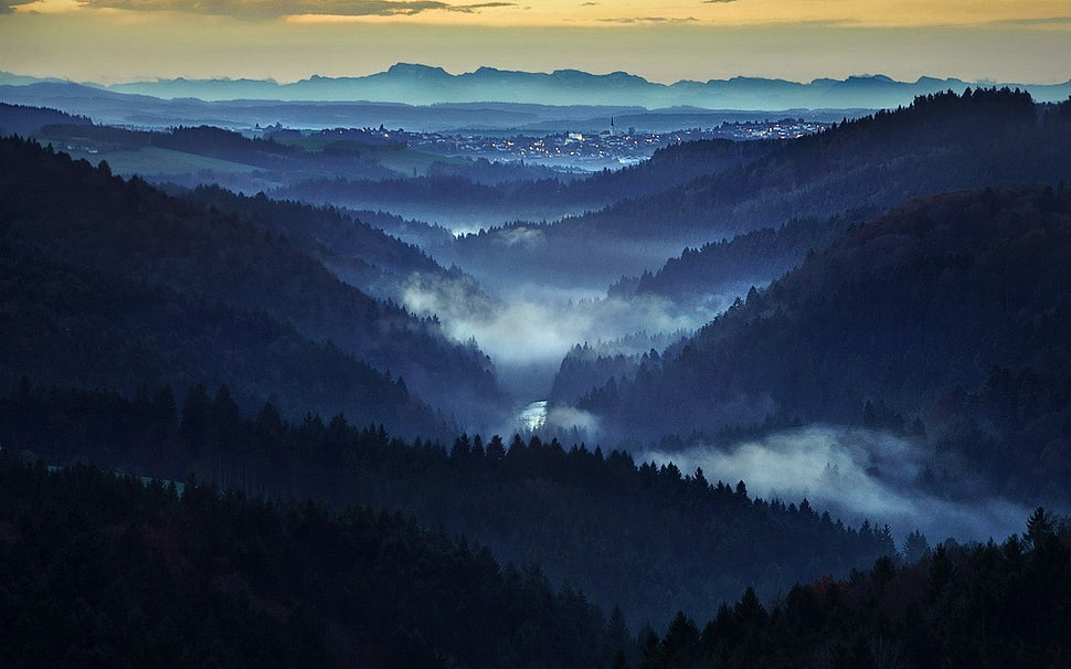 pine trees, nature, landscape, mist, forest HD wallpaper