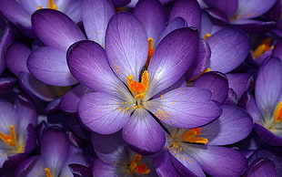 tilt lens photography of purple and yellow flower