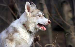 selective photography of Siberian Husky near woods HD wallpaper