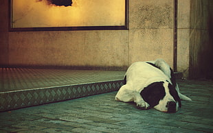 adult black and white American Pit Bull Terrier lying on ground