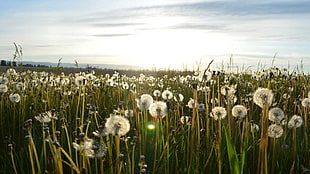 view of Dandelion fields at daytime HD wallpaper