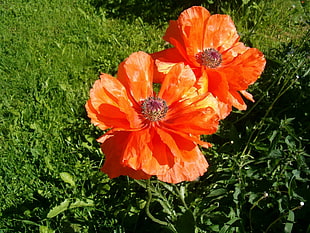 selective focus photography of orange petaled flowers