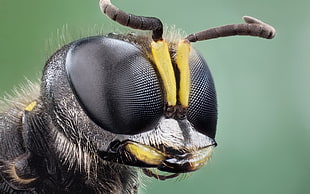 macro photography of bee HD wallpaper