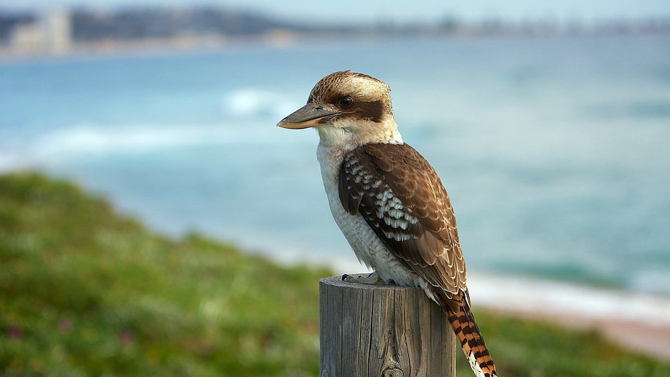 brown Kookaburra bird perched on post beside sea HD wallpaper