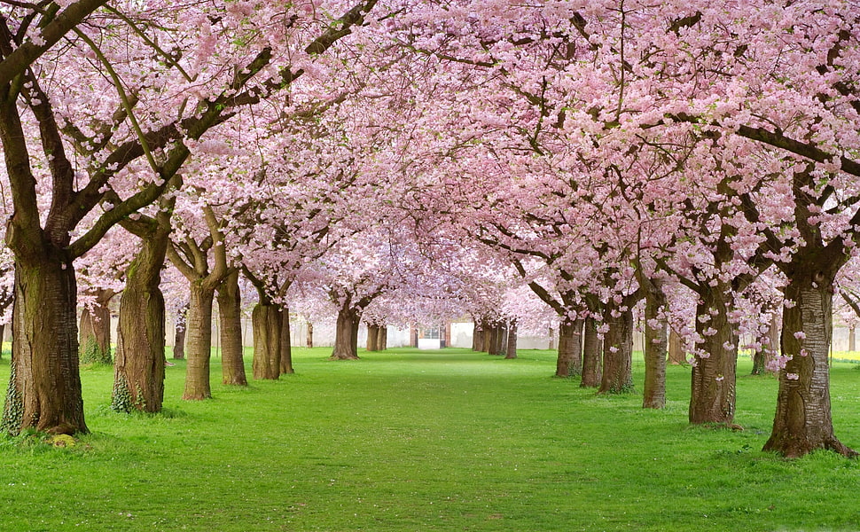 Cherry Blossom , Japan HD wallpaper
