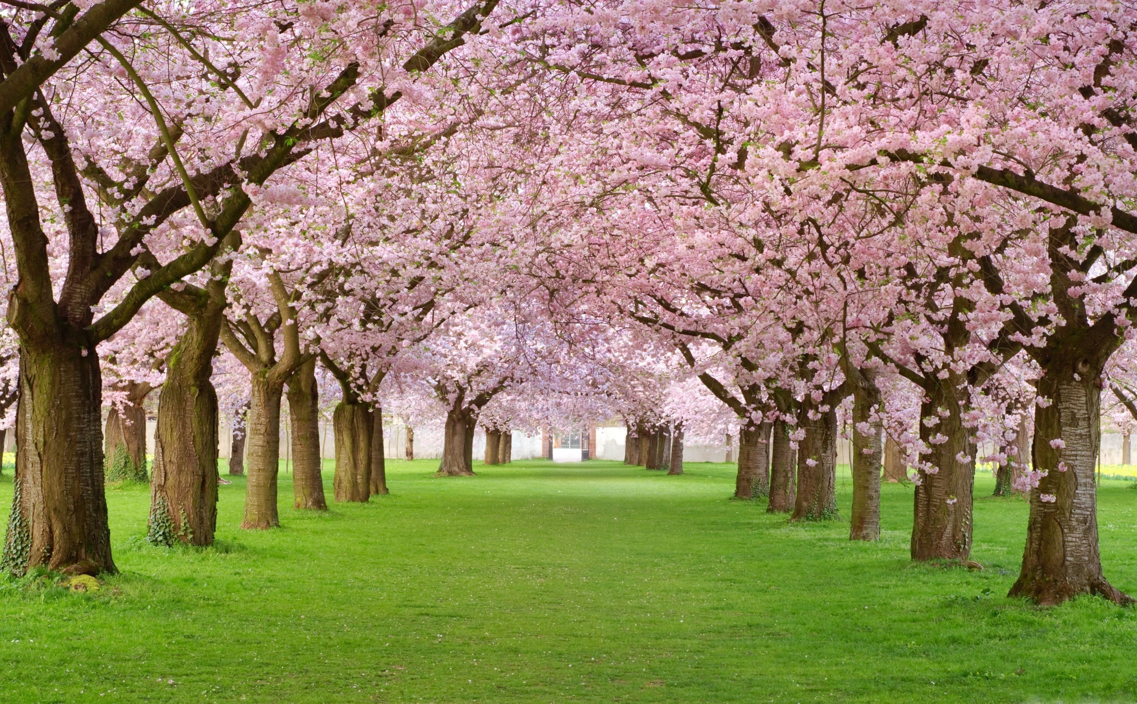 Japan Cherry Blossom Wallpaper Hd