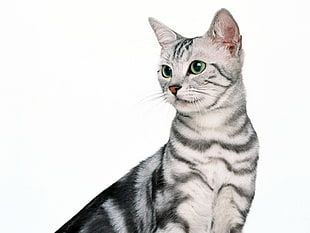silver Tabby cat HD wallpaper