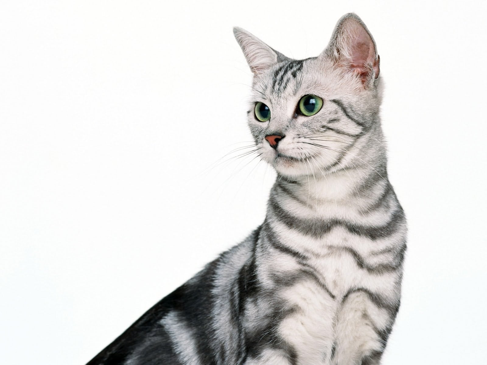 silver Tabby cat