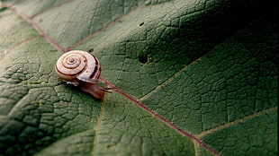 shallow focus photography of brown snail on green leaf