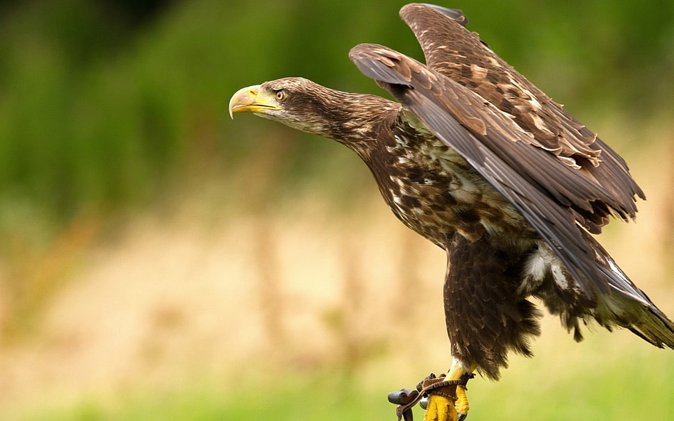 brown and white Hawk spreading its wings HD wallpaper