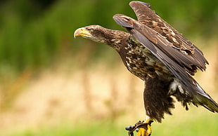 brown and white Hawk spreading its wings