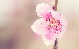 pink petaled flower, flowers, nature, bokeh, plants