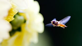 selective focus of bee hovering on yellow flower