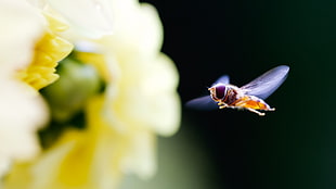 selective focus of bee hovering on yellow flower HD wallpaper