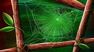 Argiope Spider on white spider web digital wallpaper HD wallpaper