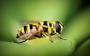 close-up photography of honeybee on green leaf