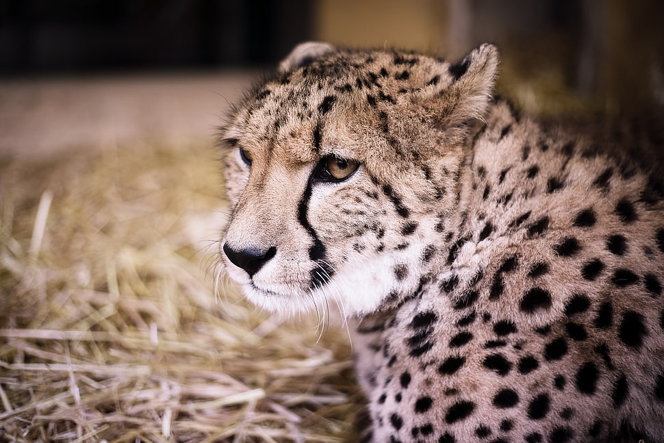 beige and black leopard HD wallpaper