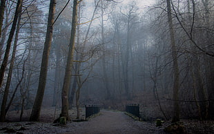 bridge on forest photo