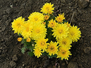 yellow daisies flowers