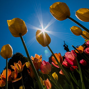 yellow and pink flowers with sunlight during daytime HD wallpaper