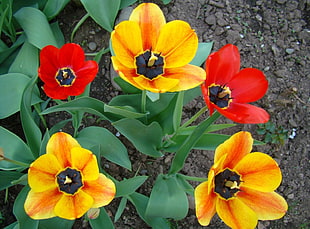 close-up photography of yellow-and-red petaled flowers