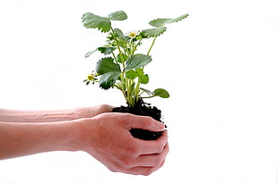 persons hand holding green leaf plant