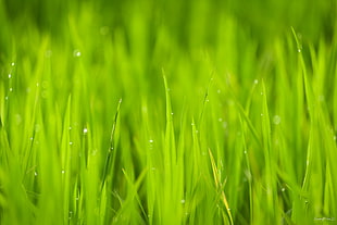 Close Up Photo of Green Grass Under Sunny Sky during Daytime HD wallpaper