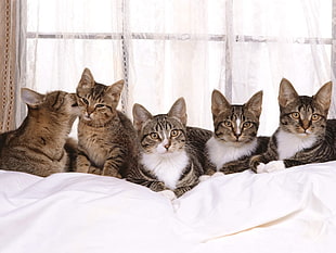 five grey tabby cats sitting on white textile