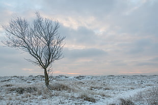 brown tree in the snowfield under gray sky