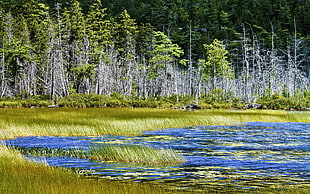green trees and blue lake photo