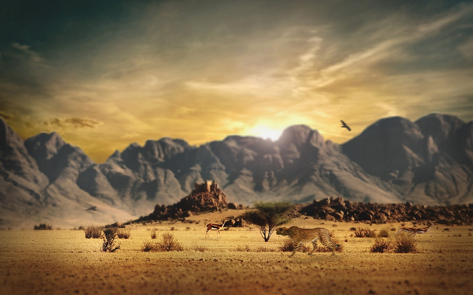 photo of Cheetah on desert with mountains and flying eagle painting HD wallpaper