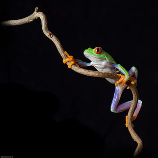 closeup photo of green and purple frog HD wallpaper