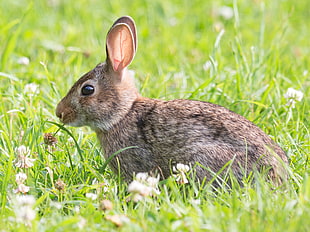 selective focus photo of brown rabbit, clover