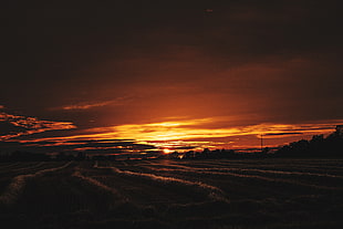 crops field, nature, sunset, field, landscape HD wallpaper
