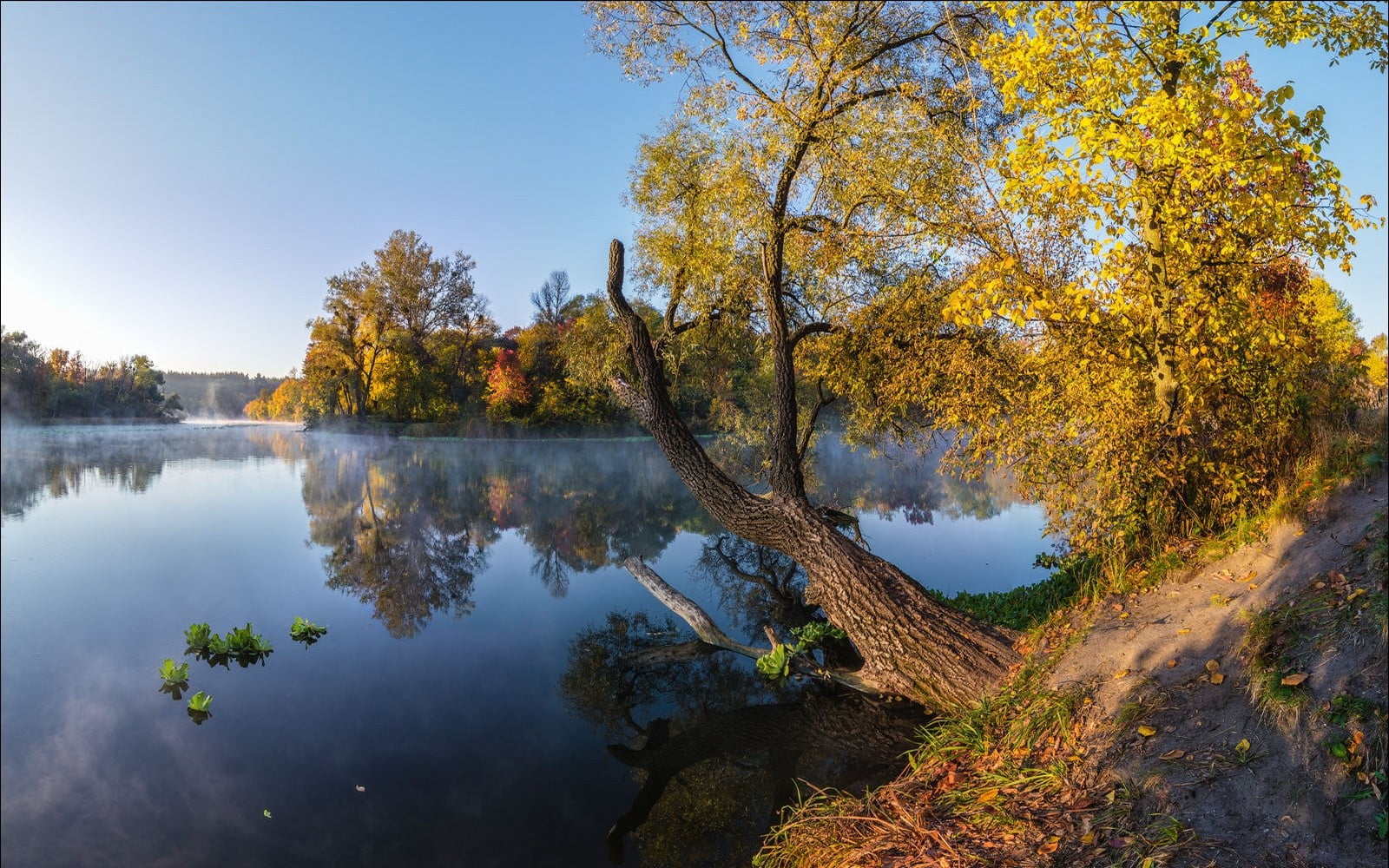 green leaved tree, landscape, photography, nature, fall