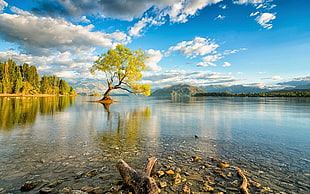 driftwood, clouds, trees and mountain, nature, photography, water, landscape