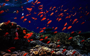 school of red fish, fish, tropical fish HD wallpaper