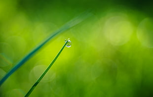 selective focus photography of dew on green grass HD wallpaper